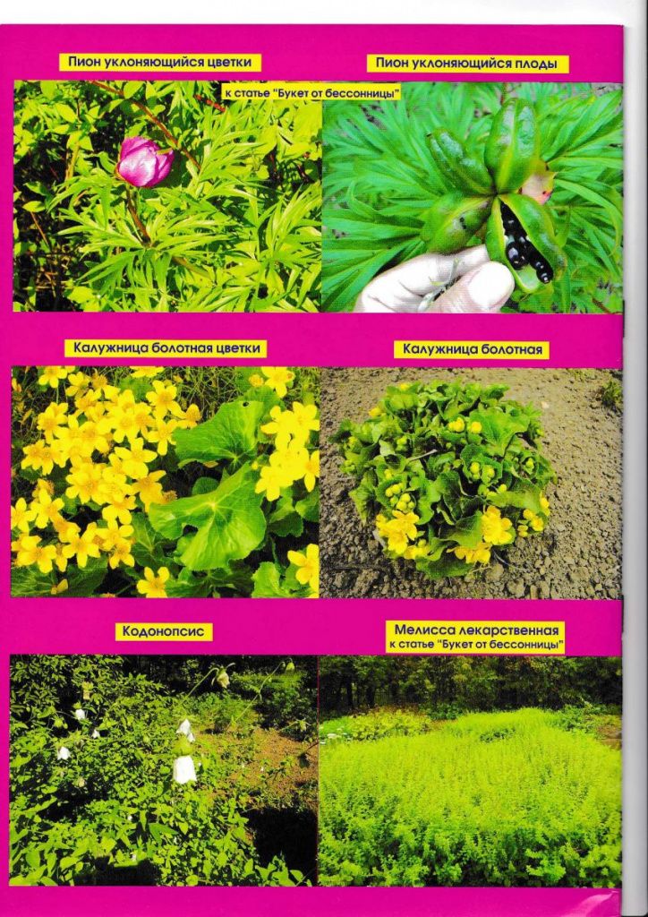 zhurnal_lekarstvennye_rasteniya_4.jpg